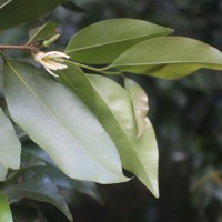 Xylopia nigricans Hook.f. & Thomson